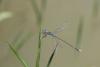 Lestes praemorsus